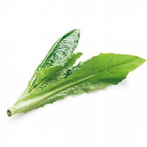 叶菜类--油麦菜图片